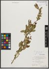 Foto von Salix triandra subsp. triandra L.